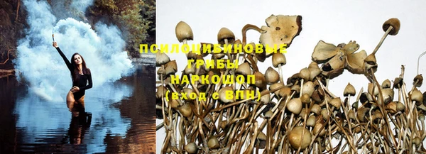 ПСИЛОЦИБИНОВЫЕ ГРИБЫ Богданович